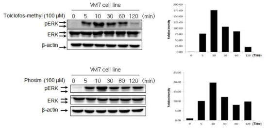 Tolclofos-methyl과 Phoxim 처리 시 인체자궁경부암세포주 내 pERK 발현 결과