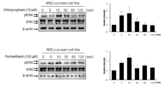 Chlorpropham과 Pyrimethanil 처리 시 햄스터난소세포주 내 pERK 발현 결과