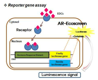 햄스터난소세포주 이용 안드로겐 수용체 전사활성시험법 원리
