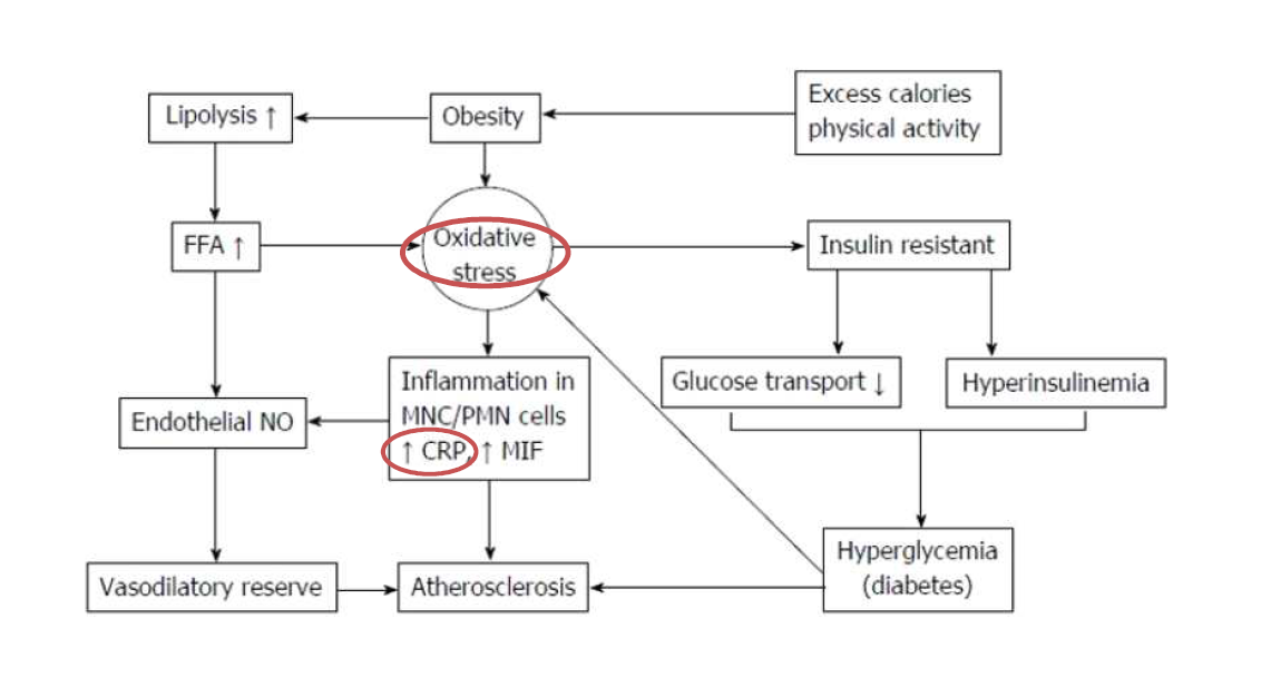 생활습관, 산화적 스트레스, 인슐린내성, 염증, 동맥경화의 연계: FFA: Free fatty acid; NO: Nitric oxide; MNC: Mononuclear cells; PMN: Polymorpho nuclear cells; CRP: C-reactive protein; MIF: Migration inhibitory factor