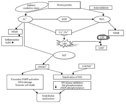 호모시스테인과 산화적 손상유래 혈관내피세포의 기능이상: Superoxide anion (O2-), Hydrogen peroxide (H2O2), Hydroxyl radical (OH∙), Lipidperoxyl radical (LOO∙), Nitric oxide free radical (NO∙), Peroxynitrite radical (ONOO-), Lipid peroxynitrite radical (LOONO∙), Superoxide dismutase (SOD), Hydrogen sulfide (H2S), Nuclear factor kappa-B (NFκ-B), Acetylcholinesterase (AchE)