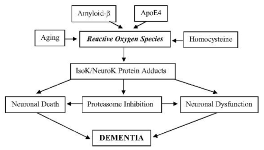 호모시스테인과 관련한 산화적 손상과 치매: F2-isoprostane (F2-IS0P), F/t-neuroprostane (F4- NeuroP), isoketal (IsoK), neuroketal (NeuroK), 4-hydroxynonenal (HNE), Alzheimer´s disease (AD), arachidonic acid (AA),docosahexaenoic acid (DHA), amyloid precursor protein (APP), amyloid beta (Aβ),paired helical filament (PHF), neurofibrillary tangles (NFT), pyridoxamine (PM), salicylamine (SA), apo lipoprotein E (ApoE), vascular dementia (VaD), dementia with Lewy bodies (DLB), multisystem atrophy (MSA), transgenic (Tg), homocysteine (HCys), liquid chromatography (LC), electrospray ionization (ESI), mass spectrometry (MS), collisional induced dissociation (CID), cerebrospinal fluid (CSF)