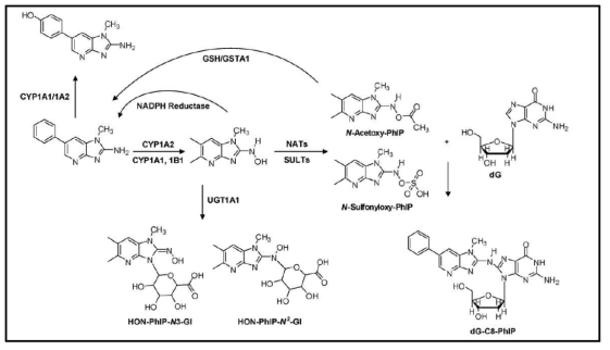 실험동물 및 인체에서 확인된 PhIP의 주 대사경로: 간의 CYP1A2 혹은 간이외의 장기에 존재하는 NAT 혹은 SULT에 의한 에스테르화를 거쳐 DNA(특히 dG)와 결합 하여 DNA-부가체, dG-C8-PhIP을 생성함. 해독반응은 PhIP의 4-수산화 혹은 UGT1A1에 의한 N-수산화부위의 glucuronidation, GST/GSH에 의한 반응성 N-acetoxy-PhIP의 PhIP으로의 환원, PhIP에 직접 glucuronidation이 일어나는 기전에 의해 일어남