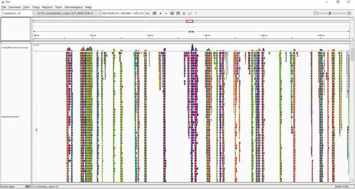 054 제품이 L.casei의 대표 strain에 정렬된 모습. 종내 strain genome 간의 큰 구조 변이로 인해 mapping이 제대로 이루어지지 않았다