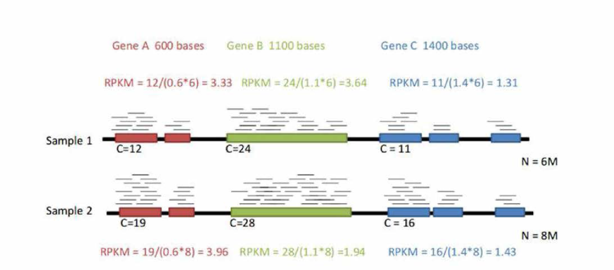 실제 샘플을 분석하는 것과 같은 환경을 만들어 주기 위해 RNA-seq를 할 때 사용하는 RPKM을 활용하였다. 이는 종별 genome의 크기에 따른 read 생상량의 bias를 보정하기 위한 방법으로 크기가 크면 클수록 더 많은 read 수를 넣어주었다