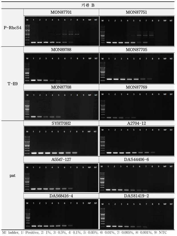유전자변형 콩 일반 PCR 스크리닝 민감도 1차 확인 결과(기관 B)