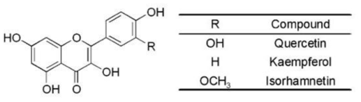 Quercetin, kaempferol, isorhamnetin의 구조