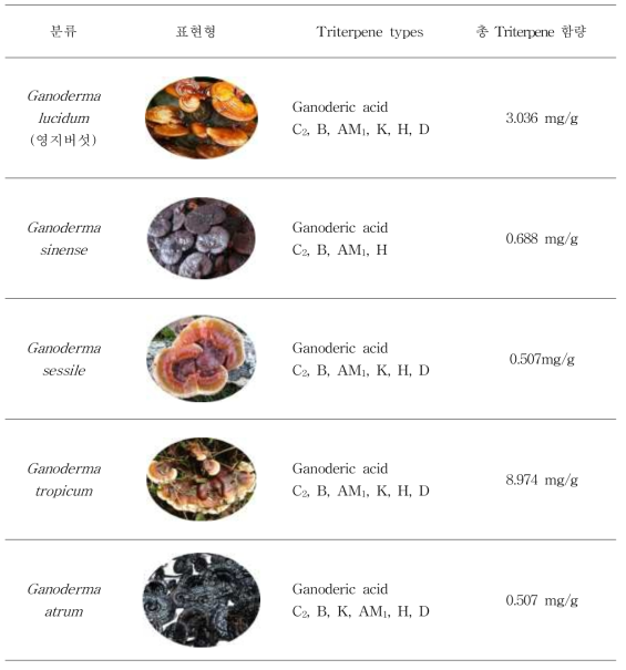 Ganoderma 속 triterpene 함량 비교