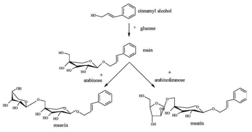 Rosin, rosarin, rosavin의 생합성 경로