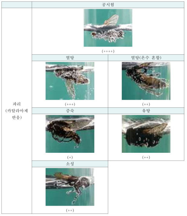 파리의 열처리 방법에 따른 카탈라아제 반응