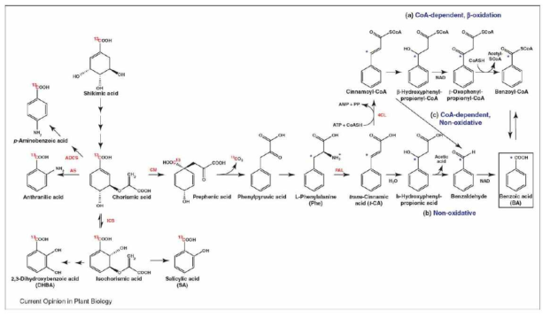 식물체내에서 시킴산과 코리스믹산이 페닐알라닌 경로를 통한 안식향산의 생합성 경로
