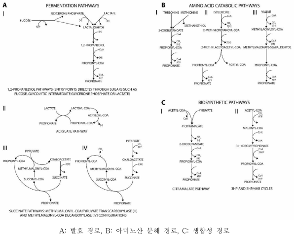 프로피온산을 생성하는 대사 경로