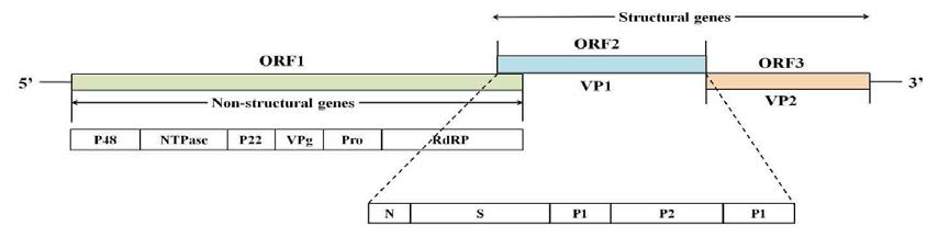 노로바이러스 genomic RNA 구조