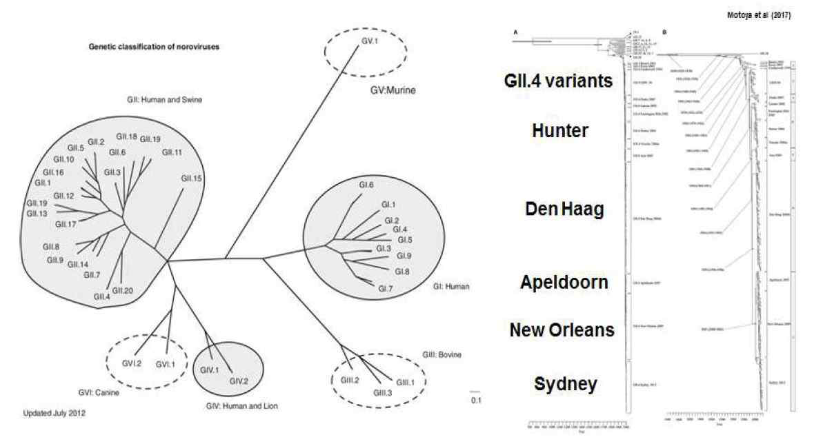 노로바이러스 유전자 그룹과 GII.4 variant의 계보
