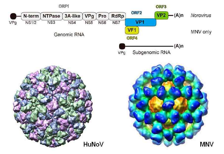 노로바이러스와 뮤린노로바이러스의 유전적, 구조적 비교