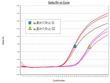 노로바이러스 GI, GII 검출 결과 (예시)