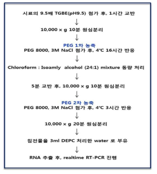 최종 선정된 오이 노로바이러스 전처리 시험법