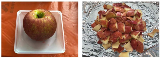 시험법 개선에 사용된 사과 시료(왼쪽), 세절 후 사과 시료(오른쪽)