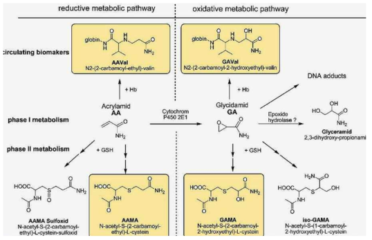 인체 내 아크릴아마이드 대사경로(Hartmann, J. Agric. Food. Chem., 2008)