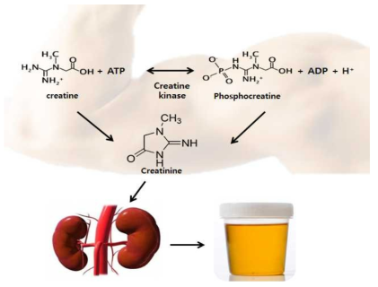 크레아티닌의 체내 합성