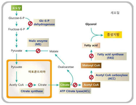 중성지방 합성과정과 주요 효소