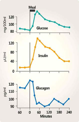정상인에서의 혈당 농도와 인슐린 농도의 상관관계