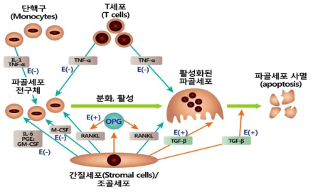 에스트로겐의 골 흡수 억제 기전 E(-), reduced by estrogen; E(+), increased by estrogen; IL-1, interleukin-1; IL-6, interleukin-6; TNF-α, tumor necrosis factor-α; PGE2, prostaglandin-E2; GM-GSF, granulocyte macrophage colony-stimulating factor; M-CSF, macrophage colony-stimulating factor; RANKL, receptor activator of nuclear factor kappa-B ligand; OPG, osteoprotegerin 자료: Modified from Riggs BL. J Clin Invest 106(10):1203-4, 2000