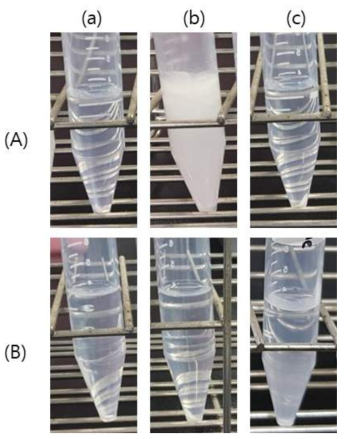 (a) 증류수, (b) 1M NaOH 수용액, (c) 1M HCl 수용액에서의 (A) 카제인, (B) 이산화규소 용해도 확인 사진