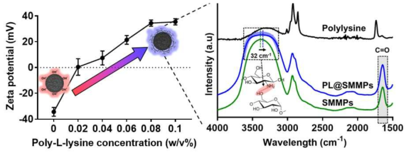 전분자성입자 표면에 폴리-라이신 코팅 여부 확인결과 (표면전하 및 FT-IR 분석)