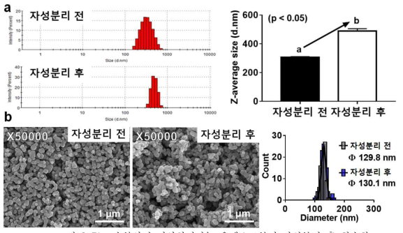 수분산된 이산화티타늄 용액으로부터 자성분리 후 회수한 이산화티타늄의 입자크기 분석결과 (a)동적 광 산란, (b)주사전사현미경을 통한 입자크기분포도