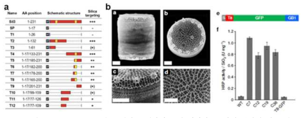 (a) Silaffin을 구성하는 펩타이드 별 이산화규소와의 결합력 비교 연구 ( Nicole et. al., 2013), (b) Silaffin 펩타이드를 이용한 융합단백질 발현 연구 (Bahman et. al., 2015)