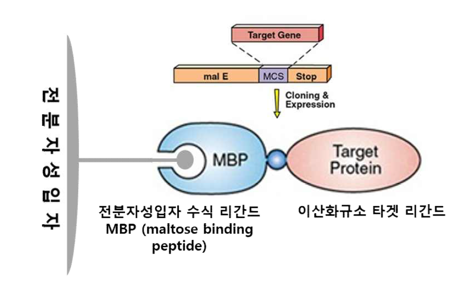 리간드 SBP의 융합발현 설계 모식도