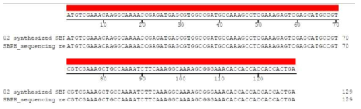 마크로젠시퀀싱 서비스를 이용한 SBP 유전자 재조합 및 클로닝 결과 분석. 상단 서열은 디자인 한 염기서열, 하단 서열은 시퀀싱 된 염기서열이며 최상단의 적색 바는 두 서열이 일치함을 의미함