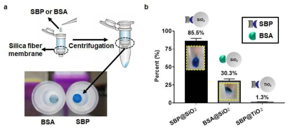 (a) 이산화규소 수지 컬럼에 대한 SBP의 결합 특성 (bradford 발색 (청색)), (b) SBP와 이산화규소 나노입자의 결합 특성 분석 (나노입자 5 mg / 단백질1.5 mg)