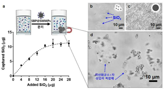 (a) SBP가 수식된 자성입자에 의해 자성분리된 이산화규소의 농도별 테스트, (b) 수분산 된 이산화규소 나노입자, (c) 자성입자, (d) 이산화규소와 자성입자 복합체 (b-d는 광학현미경 관찰결과)