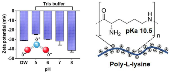 수용액 상 이산화티타늄의 표면전하 및 양전하를 가진 고분자 물질(폴리-라이신)
