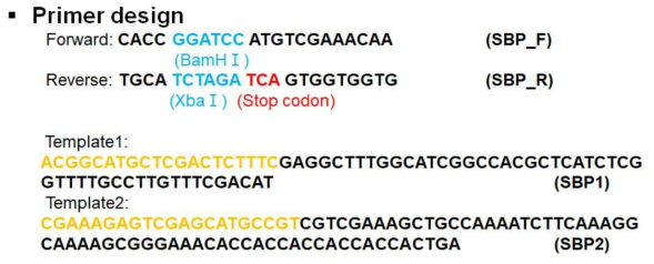 이산화규소 타겟형 리간드 SBP의 클로닝을 위한 유전물질 및 primer 세트 설계