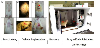 Self-administration 실험장치 및 실험스케줄
