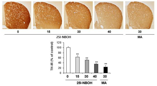 Changes in TH-immunoreactivity induced by the single administration of 25I-NBOH (15, 30, or 40 mg/kg, i.p.). (x40 magnification)