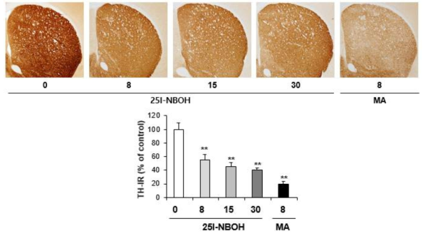 Changes in TH-immunoreactivity induced by multiple doses (four times injection with 2hrs´s time interval) of 25I-NBOH (8, 15, 30 mg/kg, i.p.). (x40 magnification)