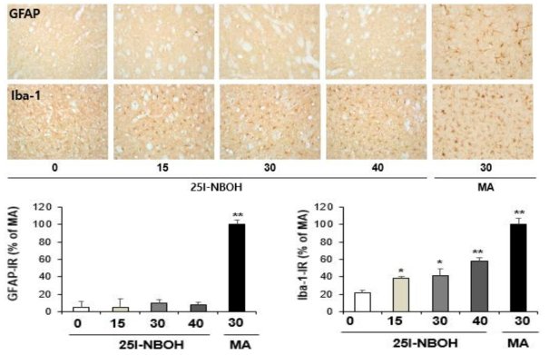 GFAP-immunoreactive astrocyte and Iba-1-immunoreactive microglia induced by the single administration of 25I-NBOH (15, 30, or 40 mg/kg, i.p.). (x200 magnification)