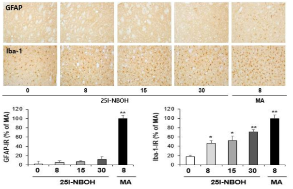 GFAP-immunoreactive astrocyte and Iba-1-immunoreactive microglia induced by multiple doses (four times injection with 2hrs´ time interval) of 25I-NBOH (8, 15, 30 mg/kg, i.p.). (x200 magnification)