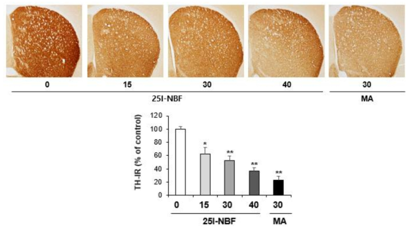 Changes in TH-immunoreactivity induced by the single administration of 25I-NBF (15, 30 or 40mg/kg, i.p.). (x40 magnification)