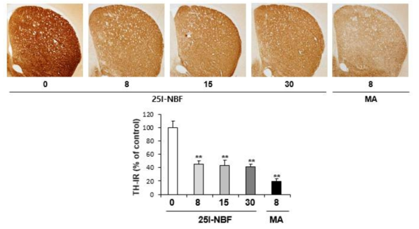 Changes in TH-immunoreactivity induced by multiple doses (four times injection with 2hrs´s time interval) of 25I-NBF (8, 15 or 30 mg/kg, i.p.). (x40 magnification)