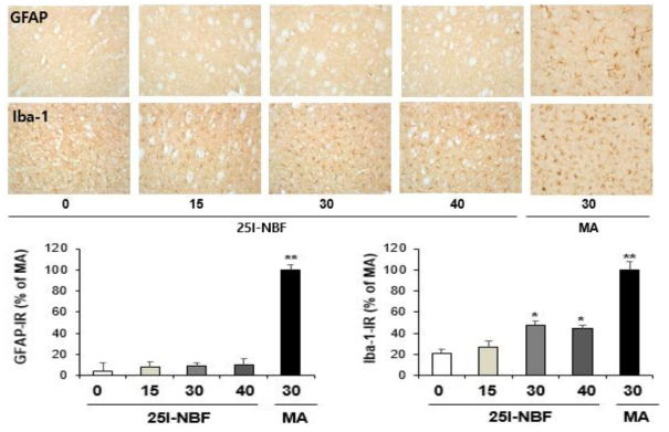 GFAP-immunoreactive astrocyte and Iba-1-immunoreactive microglia induced by the single administration of 25I-NBF (15, 30 or 40 mg/kg, i.p.). (x200 magnification)