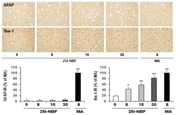 GFAP-immunoreactive astrocyte and Iba-1-immunoreactive microglia induced by multiple doses (four times injection with 2hrs´ time interval) of 25I-NBF (8, 15 or 30 mg/kg, i.p.). (x200 magnification)