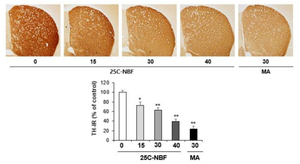 Changes in TH-immunoreactivity induced by the single administration of 25C-NBF (15, 30 or 40 mg/kg, i.p.)(x40 magnification)