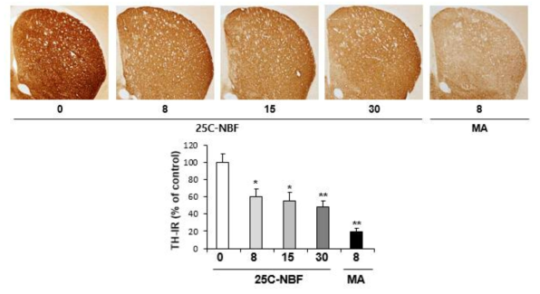 Changes in TH-immunoreactivity induced by multiple doses (four times injection with 2hrs´s time interval) of 25C-NBF (8, 15 or 30 mg/kg, i.p.)(x40 magnification)