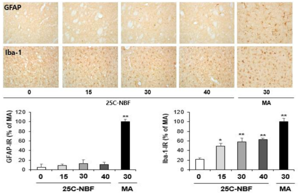 GFAP-immunoreactive astrocyte and Iba-1-immunoreactive microglia induced by the single administration of 25C-NBF (15, 30 or 40 mg/kg, i.p.)(x200 magnification)