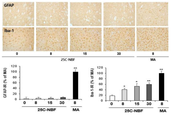 GFAP-immunoreactive astrocyte and Iba-1-immunoreactive microglia induced by multiple doses (four times injection with 2hrs´ time interval) of 25C-NBF (8, 15 or 30 mg/kg, i.p.) (x200 magnification)